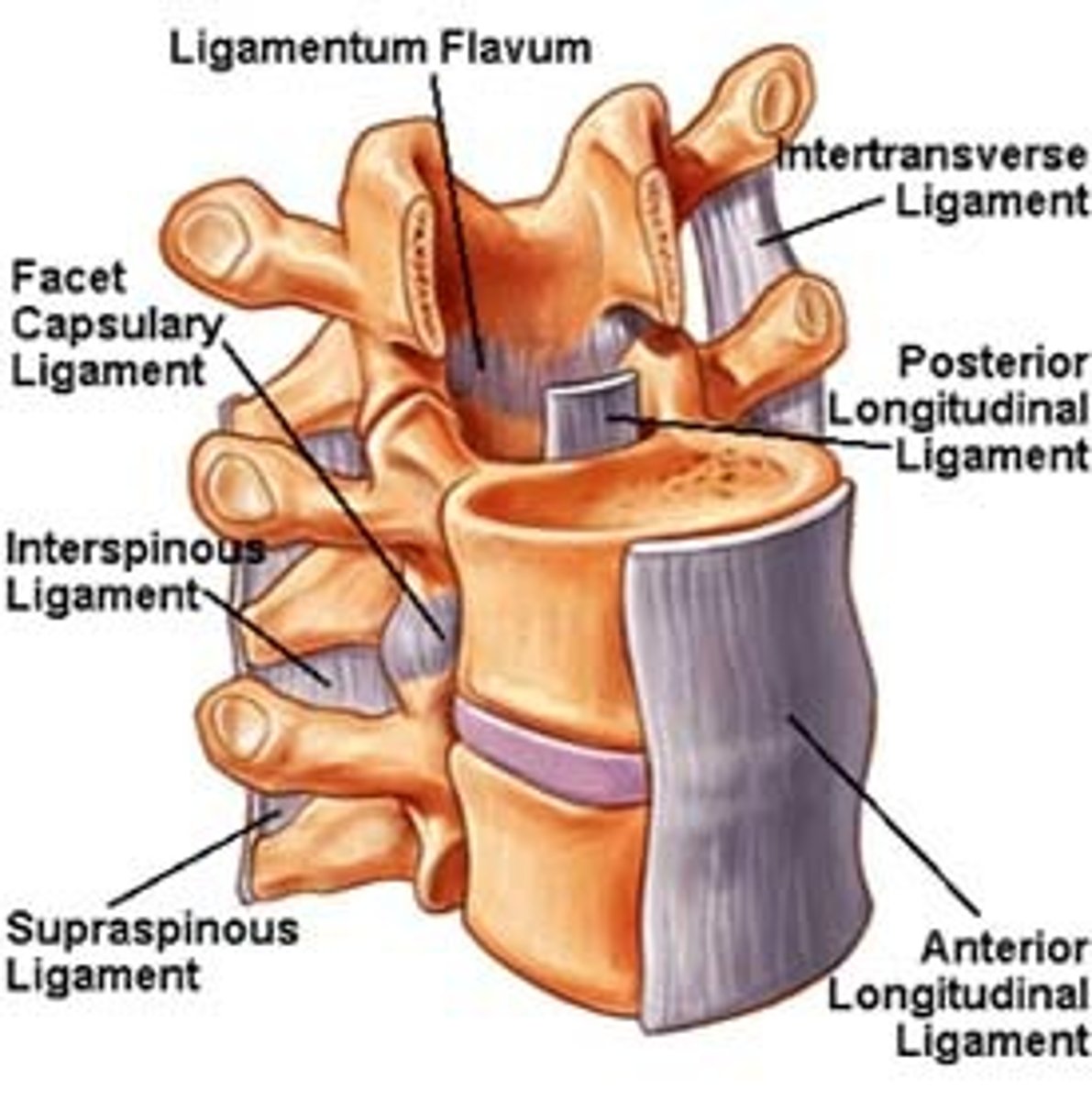 <p>Anterior Longitudinal Ligament</p><p>C1 - sacrum</p><p>narrow (c-spine) --&gt; wide (L-spine) </p>