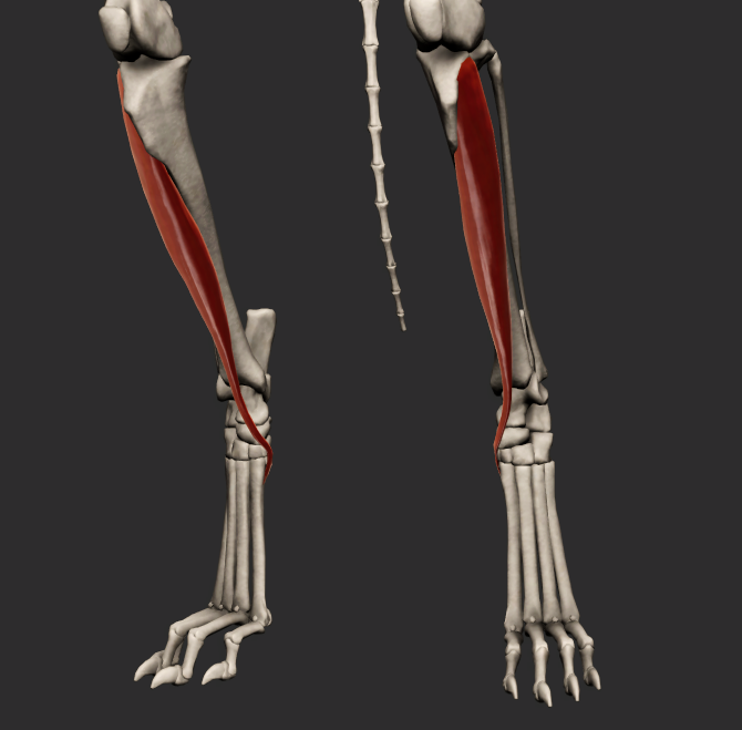 <p>odstup: capitulum fibulae</p><p>úpon: do m. flexor digitorum lateralis</p><p></p>