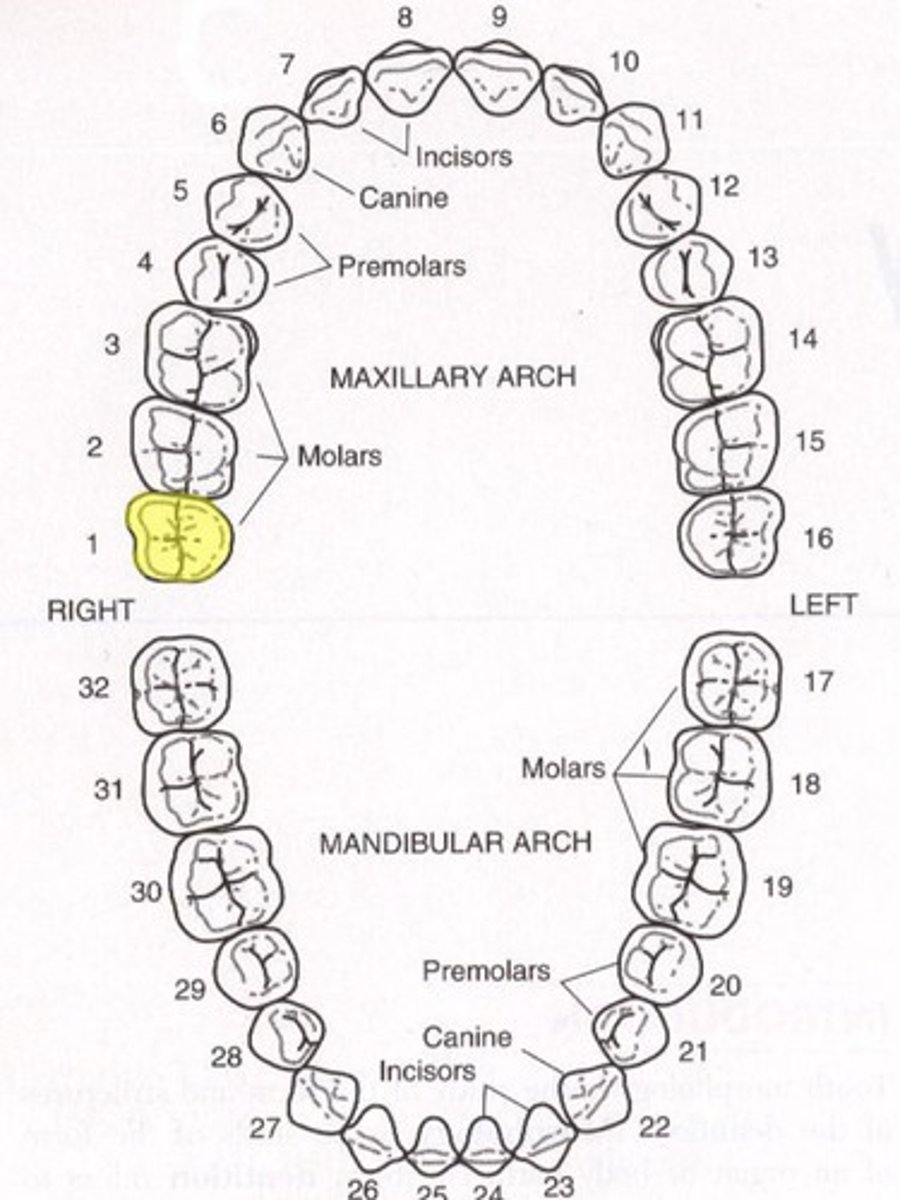 <p>Maxillary right third molar</p>