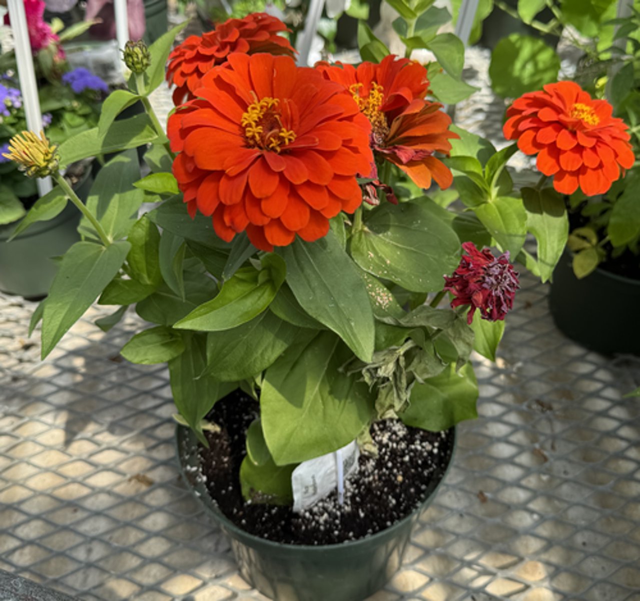 <p>What is the Latin name for this plant?</p>