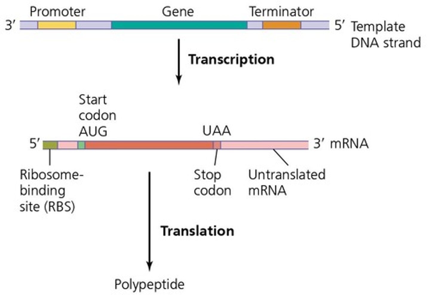 <p>The process of copying a segment of DNA into RNA.</p>