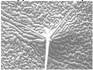 Type of microscope used to collect this image:

a. light microscope 

b. scanning electron microscope 

c. transmission electron microscope 

d. fluorescence microscope 

e. confocal microscope