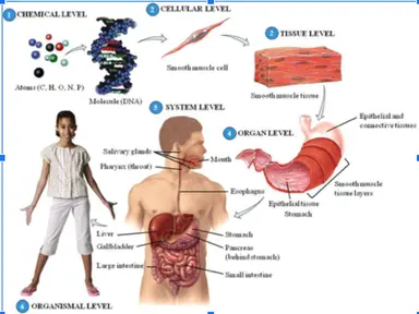 * 2 or more tissues organized into systems 
* functionally related groups of organs that cooperated to perform a common general function