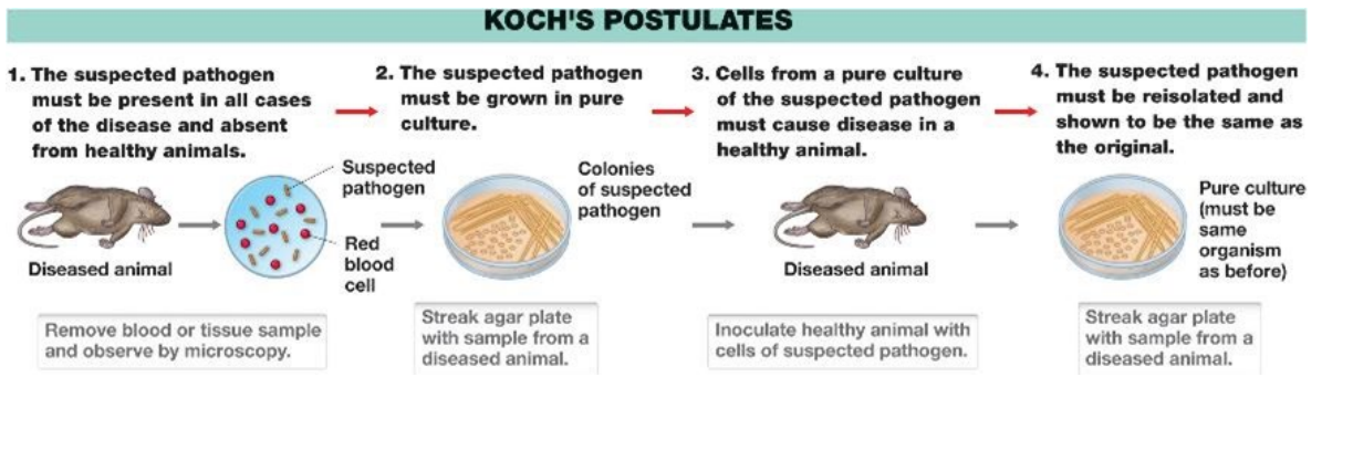 <p>experimentally demonstrated the link between microbes and infectious diseases <span style="color: purple;">(germ theory of infectious disease) </span></p><p>• identified causative agents of anthrax, tuberculosis, and cholera </p><p>• <span style="color: purple;">Koch's postulates </span></p>