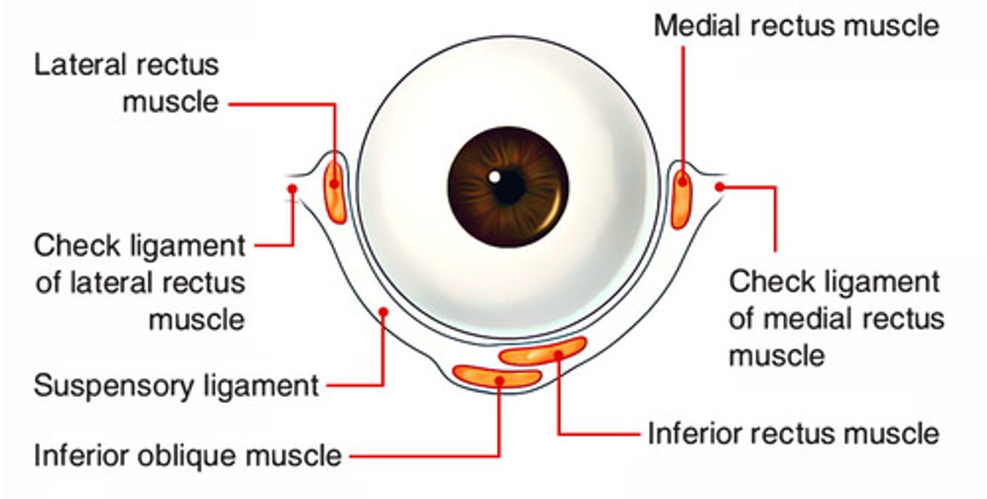 <p>Hammock-like ligament supporting globe, attaching from lacrimal (medial) to zygomatic (lateral).</p>