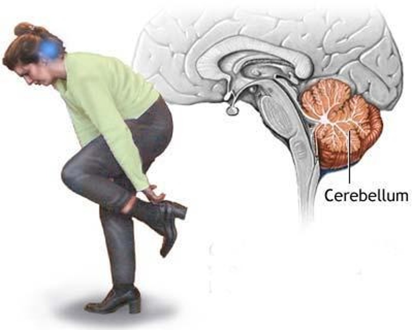 <p>Coordinates movement, balance, and posture.</p>