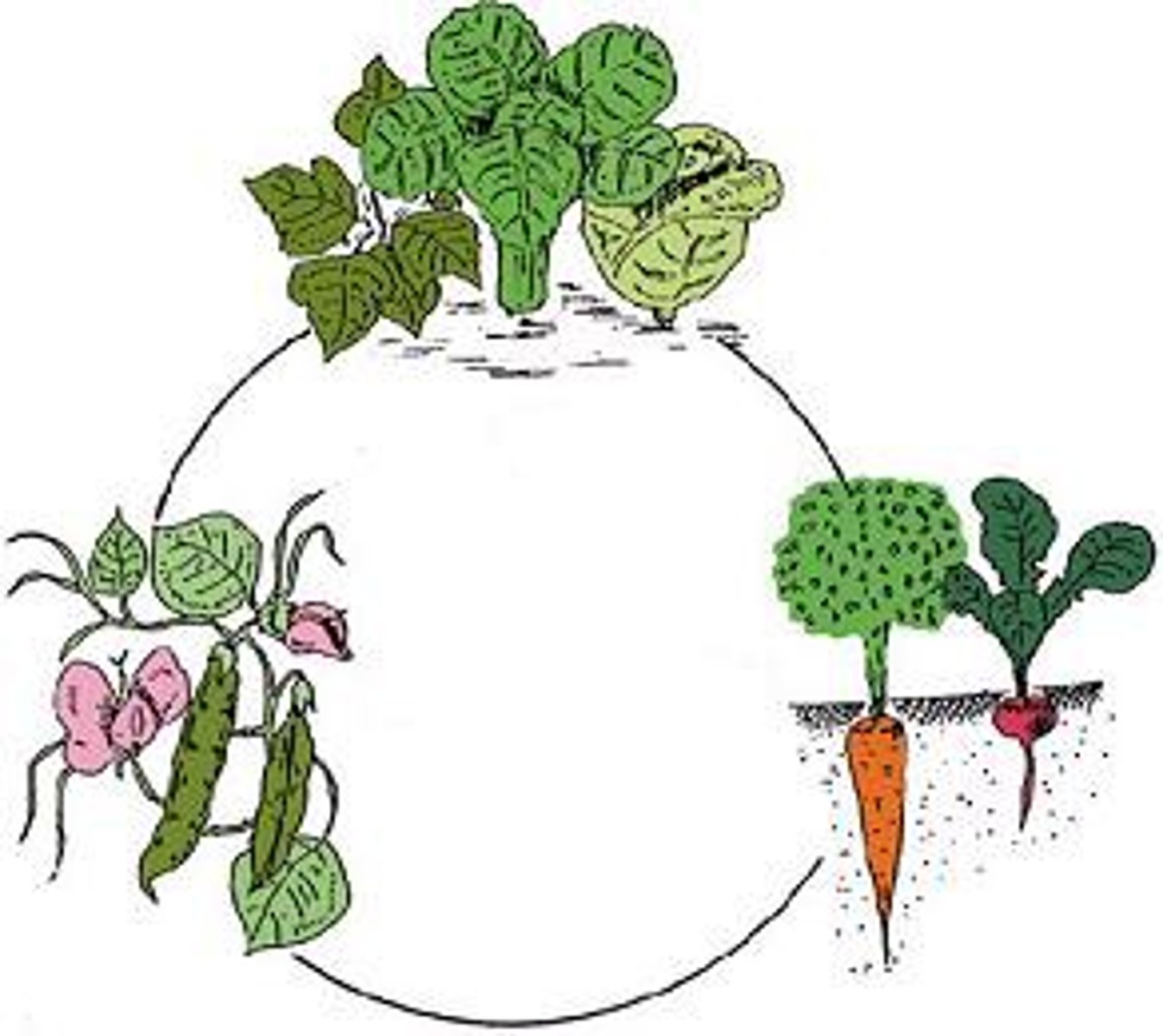 <p>corn, beans, wheat, milo, plants we can eat or feed animals</p>