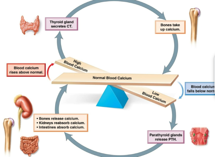 <p>Produced by parafollicular cells. Lowers the levels of calcium in blood. -Stimulates absorption of calcium by bone -Inhibits breakdown of bone -Increase excretion of calcium in urine</p>