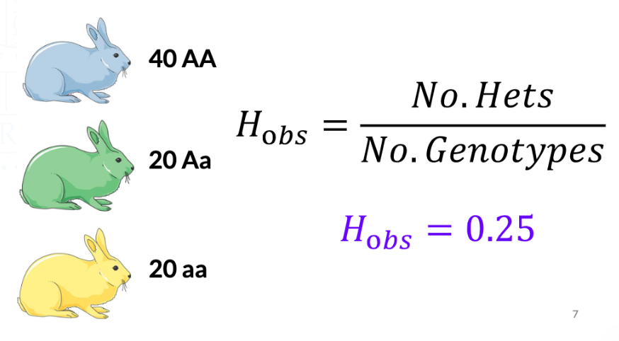 proportion of heterozygous genotypes