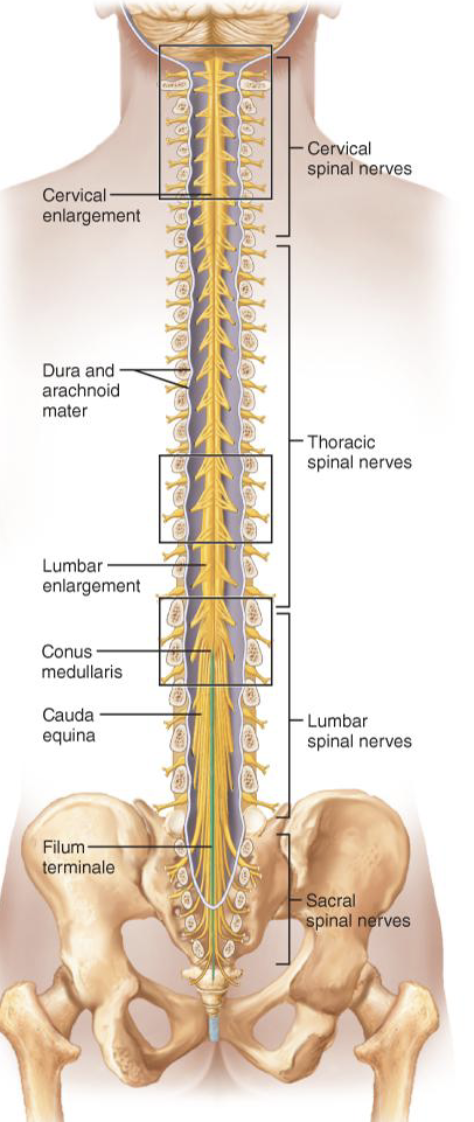 <ul><li><p>conus medullaris</p></li><li><p>filum terminale </p></li><li><p>cervical &amp; lumbar enlargements</p></li><li><p>cauda equina </p></li></ul><p></p>