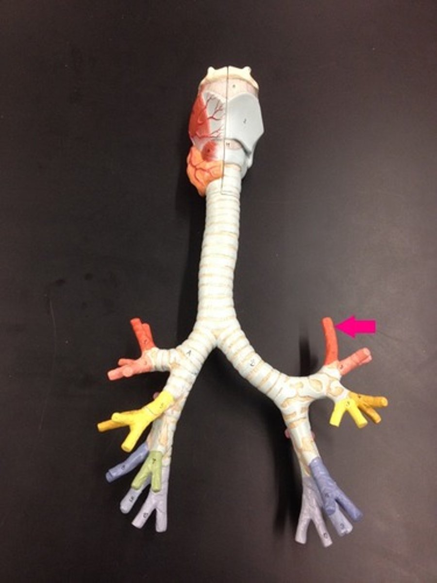 <p>Identify the passageway.</p>