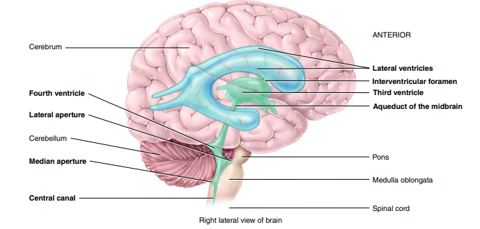 <p>between the brainstem & cerebellum</p>