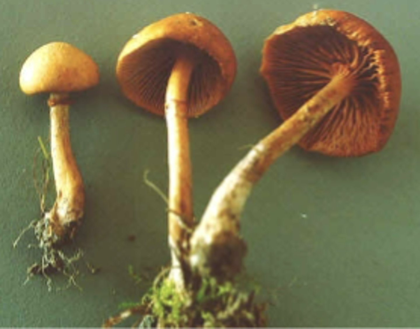 <p>which mushroom genus</p>