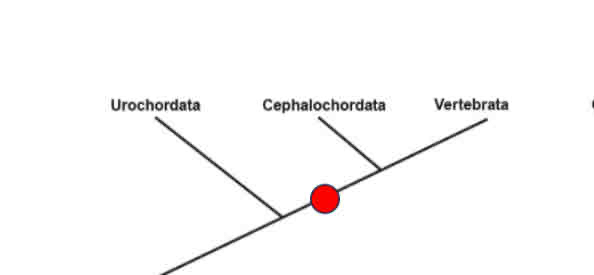 <p>What Theory does this phylogeny support?</p>