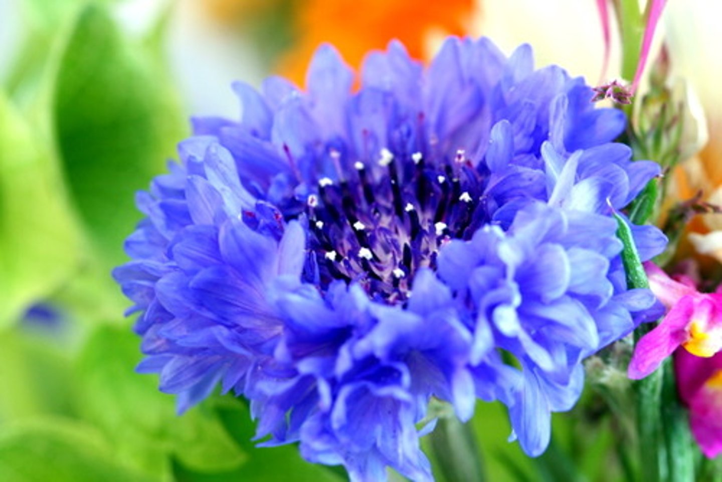 <p>An annual plant</p><p>Stems: Gray-green, hairy</p><p>Leaves: Gray-green, 1-3 inches long, lyrate-pinnatifid lower leaves and narrow lanceolate upper leaves., alternate, and slightly lobed</p><p>Flowers: Blue, purple, white, or pink,</p><p>Flowerheads: 1.5-3 cm in diameter</p><p>Height: 1 ft. 0 in. - 3 ft. 0 in.</p><p>Width: 1 ft. 0 in. - 2 ft. 0 in</p>