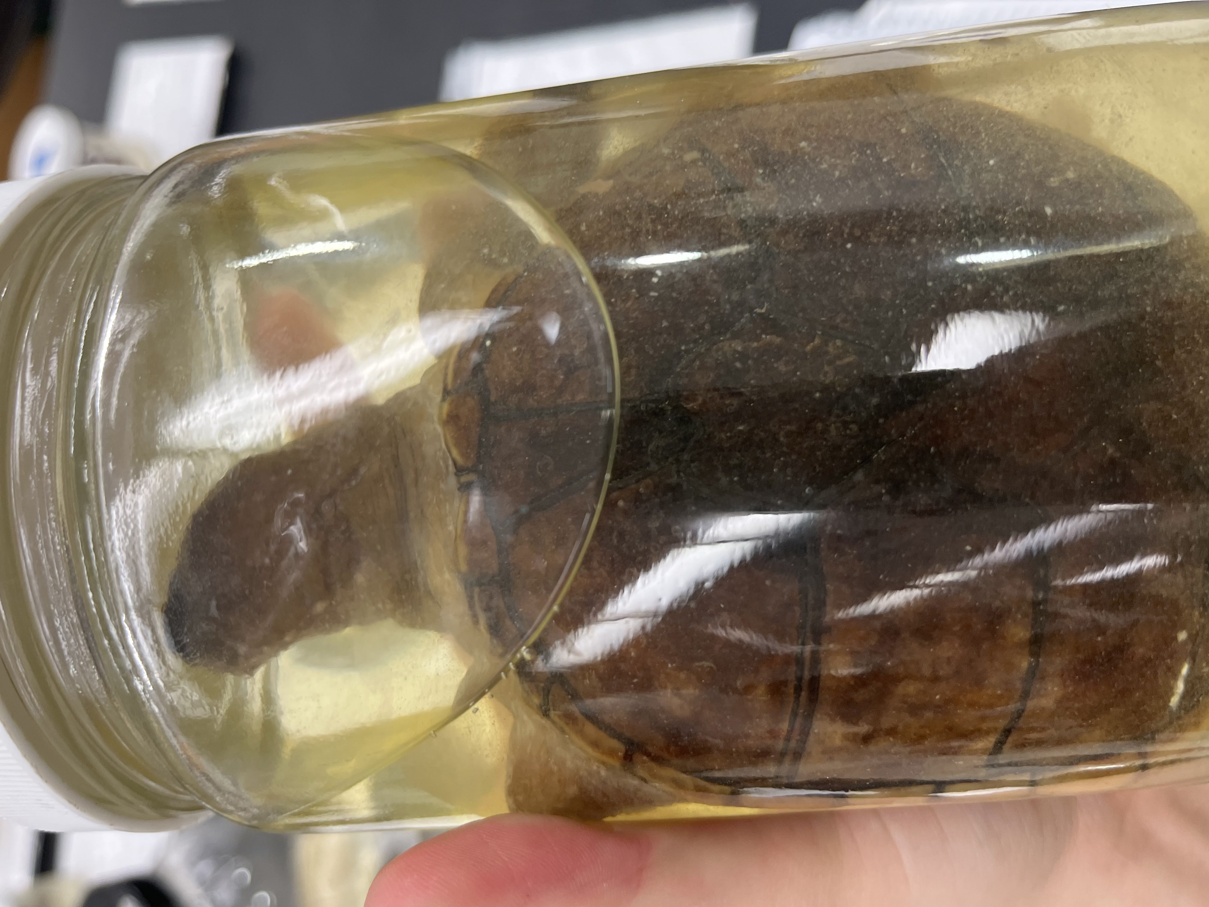 <ul><li><p>dark shell (darkest in center)</p></li><li><p>brown pointy head</p></li><li><p>triangle dark mark on nose</p></li><li><p>lines of scutes outlined in black</p></li></ul><p></p>