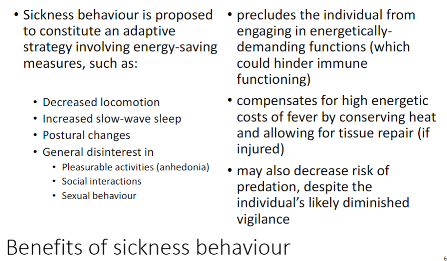<p><strong>Adaptive Strategy</strong><br>āSickness behaviour is an <strong>energy-saving response</strong> that helps the animal cope with illness or injury</p><p><strong>Energy Conservation</strong><br>ā<strong>Decreased locomotion</strong> ā less movement conserves energy<br>ā<strong>Increased slow-wave sleep</strong> ā promotes recovery and immune function<br>ā<strong>Postural changes</strong> ā positions that minimize energy use<br>ā<strong>Reduced engagement in pleasurable activities (anhedonia)</strong> ā avoids unnecessary energy expenditure<br>ā<strong>Decreased social interactions and sexual behaviour</strong> ā conserves energy and reduces risks</p><p><strong>Physiological Compensation</strong><br>āHelps offset <strong>high energetic costs of fever</strong><br>āConserves heat and allows <strong>tissue repair</strong> if injured</p><p><strong>Ecological Benefit</strong><br>āMay <strong>reduce risk of predation</strong> even though vigilance is lowered</p><p><strong>Key Concept</strong><br>āSickness behaviour coordinates physiological and behavioural responses to optimize survival and recovery</p>