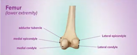 <p>raised area above a condyle&nbsp;</p>