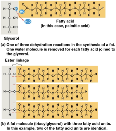 <p>hydrophobic and largely hydrocarbonic </p><ul><li><p>fats- glycerol and fatty acids </p></li><li><p>phospholipids </p></li></ul><ul><li><p>steroids </p></li></ul><p>triacylglycerol- three fatty acids joined to glycerol through ester linkage </p>