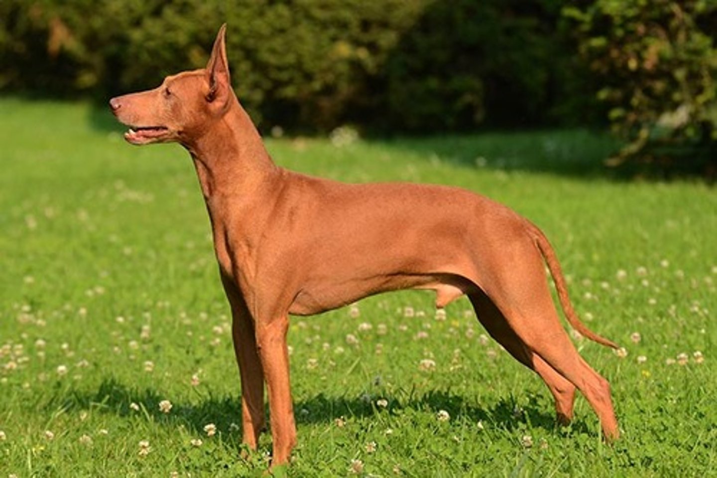 <p>Affectionate, Friendly, Independent</p><p>AKC Breed Popularity: Ranks 183 of 194</p><p>Height: 18-19.5 inches (male), 16.5-18 inches (female)</p><p>Weight: 22-26 pounds (male), 17-22 pounds (female)</p><p>Life Expectancy: 12-14 years</p><p>Group: Hound Group</p>