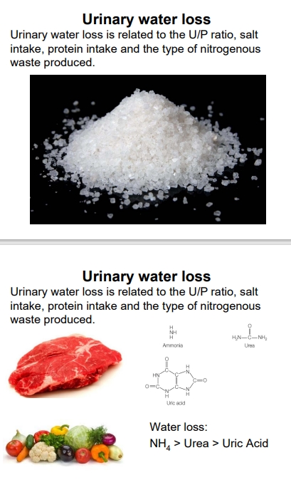 <ul><li><p>Influencing Factors:</p><ul><li><p><strong>U/P Ratio</strong>: The ratio of urea concentration in urine to its concentration in plasma. A higher U/P ratio indicates more concentrated urine and thus greater water conservation.</p></li><li><p><strong>Salt Intake</strong>: Low salt intake can lead to lower urine concentrations as the body attempts to retain essential ions, while high salt intake necessitates more water for excretion.</p></li><li><p><strong>Protein Intake</strong>: A diet high in protein increases the production of nitrogenous wastes, which often requires more water for excretion.</p></li><li><p><strong>Type of Nitrogenous Waste</strong>: The form of nitrogenous waste significantly impacts the amount of water required for its excretion.</p></li></ul></li><li><p><strong>Profiles Indicating Water Loss</strong> (from most to least water required for excretion):</p><ul><li><p>$$NH_4$$ (Ammonia) > Urea > Uric Acid</p></li><li><p>U/P</p></li></ul></li></ul><p></p>