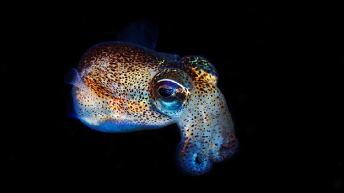 <p>Bioluminescent bacteria using quorum sensing.</p>