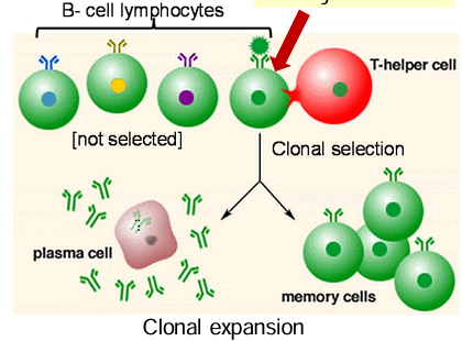 <p>Proliferation of an activated lymphocyte </p><p>a lymphocyte with a matching receptor is produced to make memory cells</p>