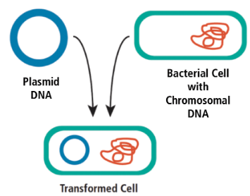 <p>transformation</p>