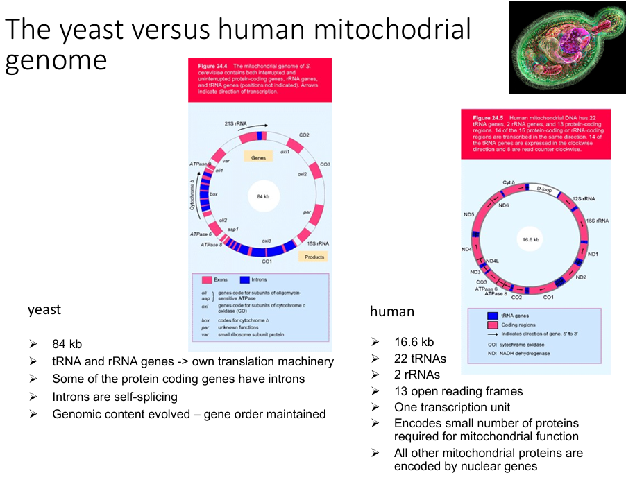 <p>Order of genes is conserved.</p>