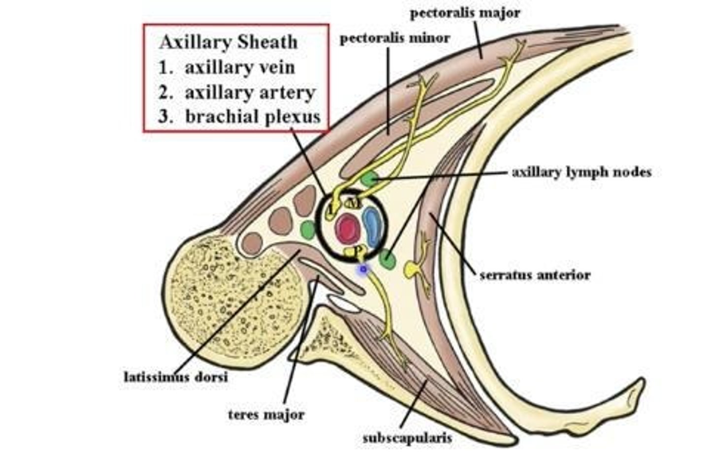 <p>The passageway for axillary vessels and brachial plexus components from neck to upper limb.</p>