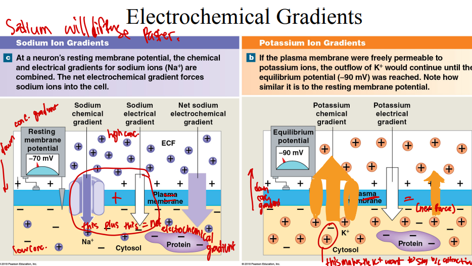 <p>Sodium chemical gradient + sodium electrical gradient =&nbsp;</p>