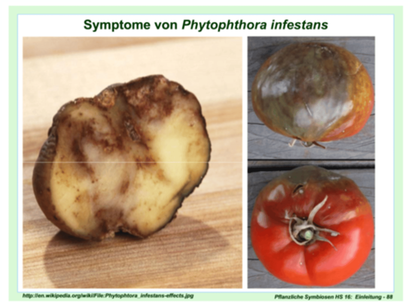 <p>Aardappelziekte (Oomyceet)</p>