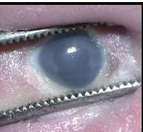 <p>missing iris portion of eye</p>