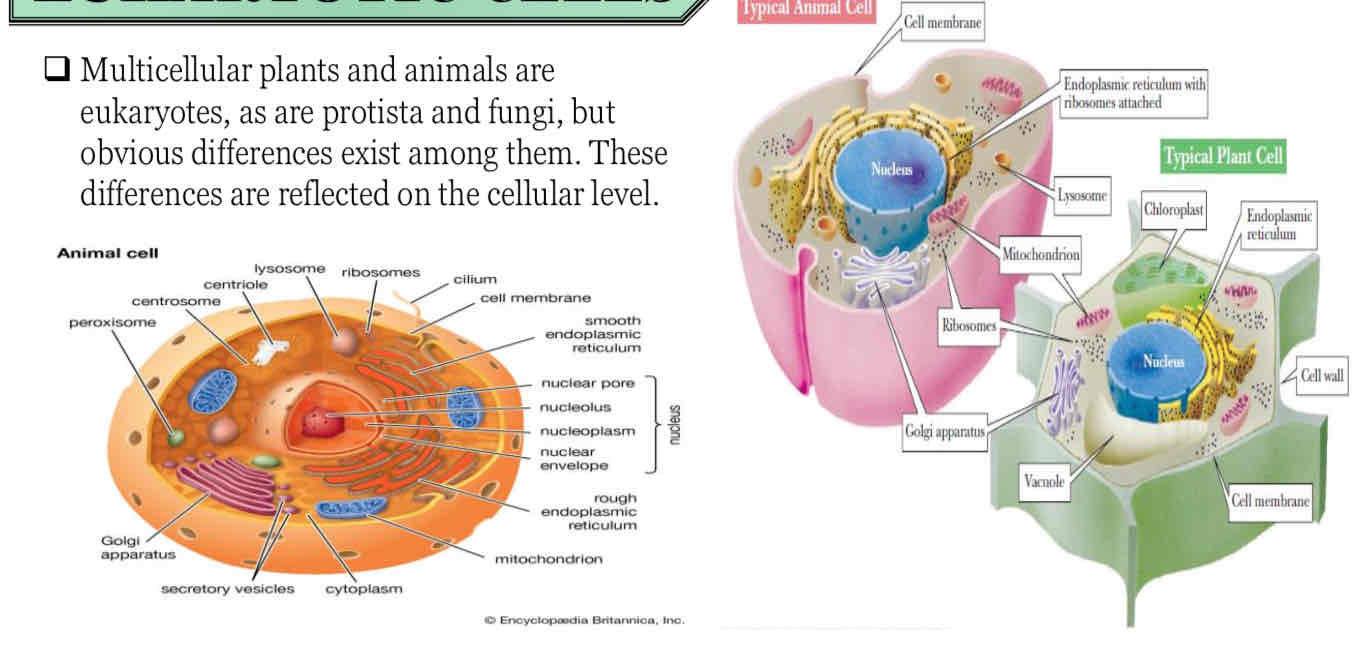 <p><span style="color: blue">There are 2 types of Eukaryotic cell a typical Animal Cell and Plant Cell, tinawag siya na typical its because hindi lagi ganun ang structure, it varies... but most of the plant and animal cell will assume this component.</span></p><p style="text-align: start"><span style="color: red">Absent in Animal cell but is present in Plant cell</span></p><ul><li><p><span style="color: blue">Cell wall, again sino lang ang Eukaryotic cell na may cell wall? Plants and Fungi</span></p></li><li><p><span style="color: blue">Chloroplasts</span></p></li><li><p><span style="color: blue">Vacuole, is used for storage, for plants this this is usually where your "starch" is stored, and it is used for storage of water, now in plants we usually call it as a vacuole, but in Animal cells we reffer to this as "Vesicles" because that is prepared by the Golgi Apparatus, but sometimes in general nirerefer sila as "Inclusion Bodies" (Used for storage).</span></p></li><li><p><span style="color: blue">Inclusion bodies actually lower down your organelles, kasi sabi kanina, all organelles are membrane delimited, and inclusion bodies in not membrane delimited, pero meron siyang coding.</span></p></li><li><p><span style="color: blue">Lysosome, is absent in your Plant cell, this is where the breakdown of molecules happen by hydrolytic enzymes, digestive enzymes that breaks down a molecule.</span></p></li><li><p><span style="color: blue">The term Phagocytosis or " Cell eating", only Animal cells have the ability to perform this, for them to digest this large component that theyhave engulfed they need this hydrolytic enzymes.</span></p></li></ul>