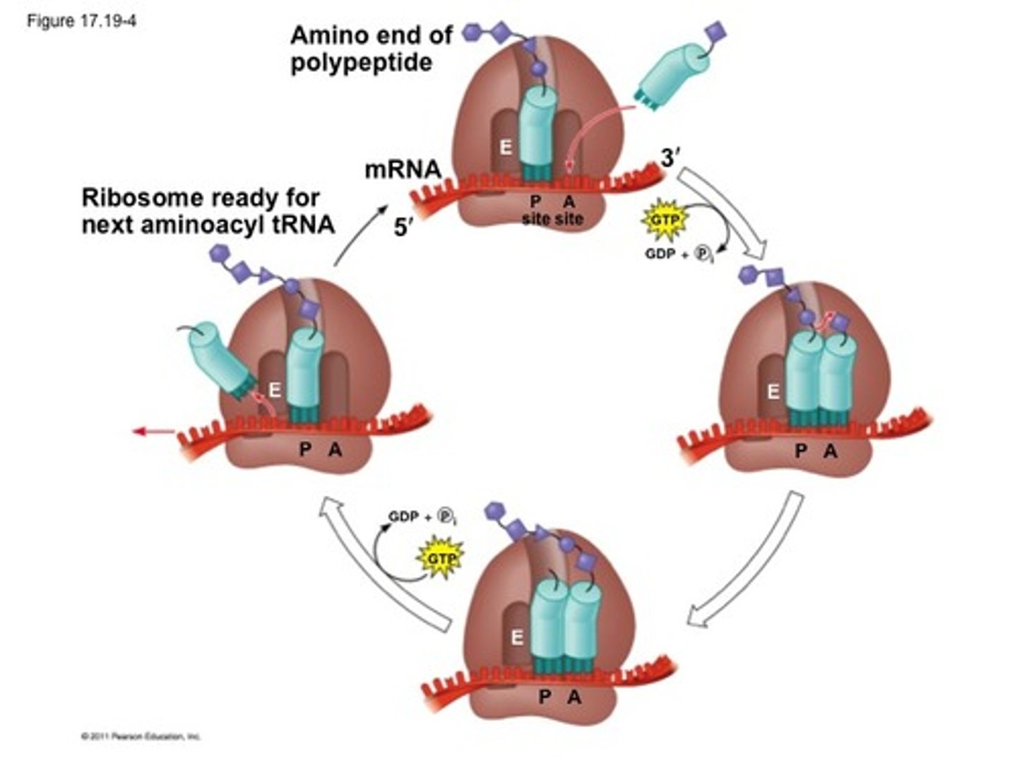 <p>**One cycle adds ONE AA to growing polypeptide chain</p><p>1. tRNA w/ complementary anticodon binds to A site (on right, near 3'), pairing w/ mRNA via hydrogen bond</p><p>2. AA on tRNA in P site forms a peptide bond TO AA in A site (attaches polypeptide chain to amino acid on A site)</p><p>3. tRNA in P site becomes in active, all AA on tRNA in A site</p><p>4. Ribosome moves down mRNA, codon by codon (5'--&gt;3')</p><p>5. Inactivated tRNA moves to E site and exits, tRNA w/ polypeptide in A site moves to P site</p><p>6. Different tRNA entered A site and process repeats</p>
