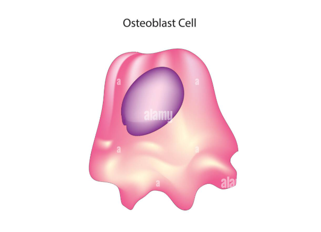 <p>Specialized cells responsible for bone formation. They synthesize the organic matrix of bone (Osteoid) and then facilitate its mineralization ( the process where calcium and phosphate are deposited to create hardened bone. These cells play a crucial role both in the initial development of bone and the ongoing process of bone remodeling. As they age, they become osteocytes. </p>