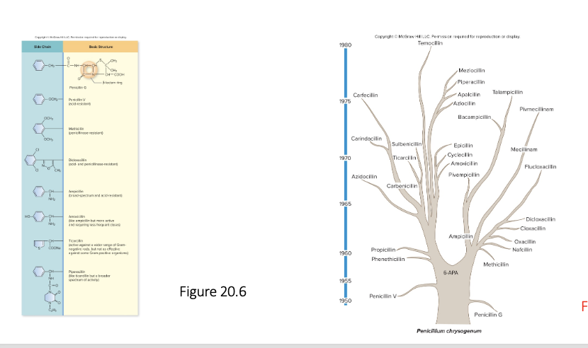 <p>They all have the same basic structure of the B-lactam ring, but they differ in their <u>side chains</u></p>