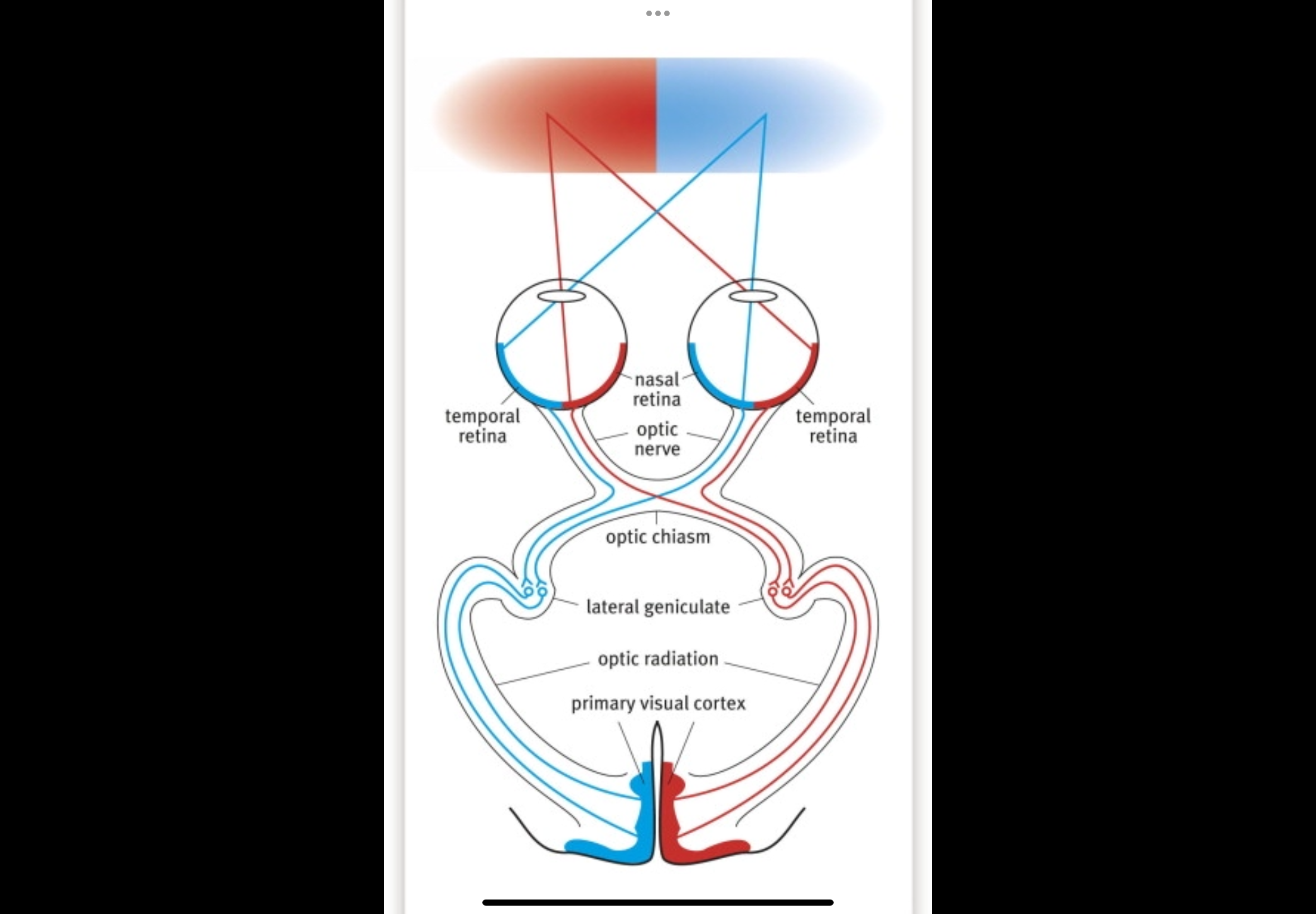 <p>Describe the primary visual pathway</p>