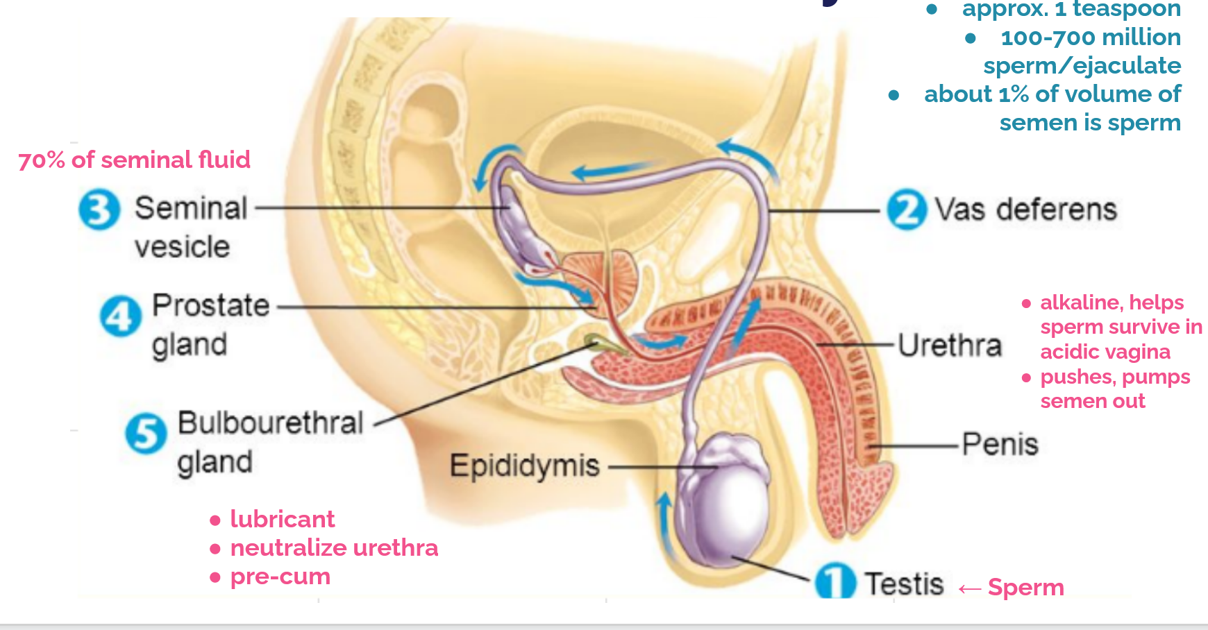 1. Testis (where sperm originates)
2. Vas deferens
3. Seminal vesicle (contribute 70% of seminal fluid)
4. Prostate gland (also contributes some fluid)
5. Bulbourethral gland (contributes last bit of fluid: pre-cum, lubricant, neutralizes urethra)