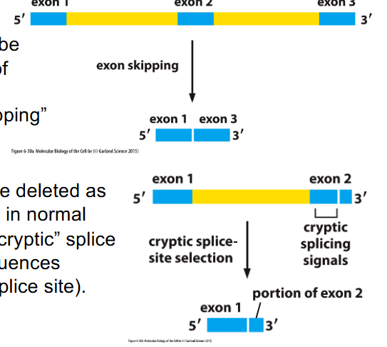 <p>Splicing errors can be deleterious</p>