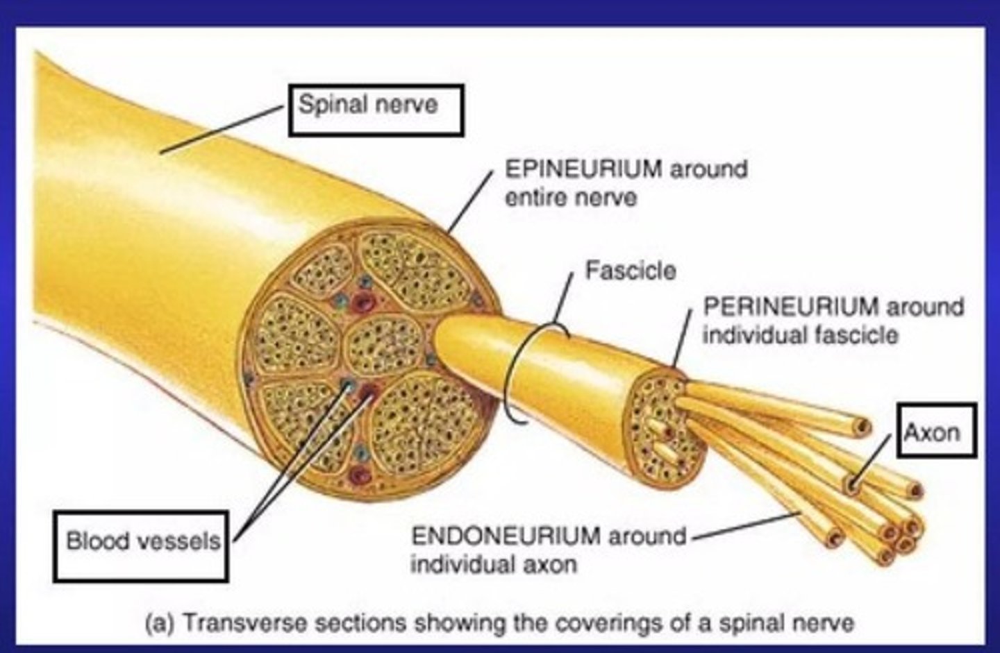 <p>The nerve is organized into epineurium, perineurium, and endoneurium.</p>