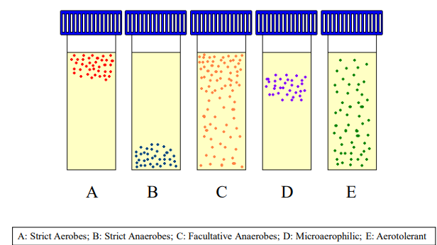 <ul><li><p>Strict Aerobes bacterial species</p><ul><li><p>Require oxygen for growth - Aerobic</p><ul><li><p><em>Haemophilus influenzae</em></p></li></ul></li></ul></li><li><p>Strict Anaerobes</p><ul><li><p>Cannot tolerate oxygen - anerobic</p><ul><li><p><em>Bacteroides fragilis</em></p></li></ul></li></ul></li><li><p>Facultative Anaerobes</p><ul><li><p>Can grow in both aerobic and anaerobic environments - Aerobic &amp; Anaerobic</p><ul><li><p><em>Staphylococcus aureus</em></p></li></ul></li></ul></li><li><p>Microaerophilic</p><ul><li><p>Prefer low oxygen levels for optimal growth - Aerobic</p><ul><li><p><em>Campylobacter jejuni</em></p></li></ul></li></ul></li><li><p>Aerotolerant Anaerobes</p><ul><li><p>Can survive in oxygen but do not use it for growth - Anaerobic</p><ul><li><p><em>Clostridium perfringens</em></p></li></ul></li></ul></li></ul><p></p>