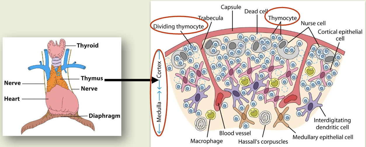 <p>precursor cells from bone marrow/fetal liver that are directed to thymus by chemokine receptors. give rise to B-cells, NK cells, dendritic cells. takes 1-3 weeks to mature into T cells</p>