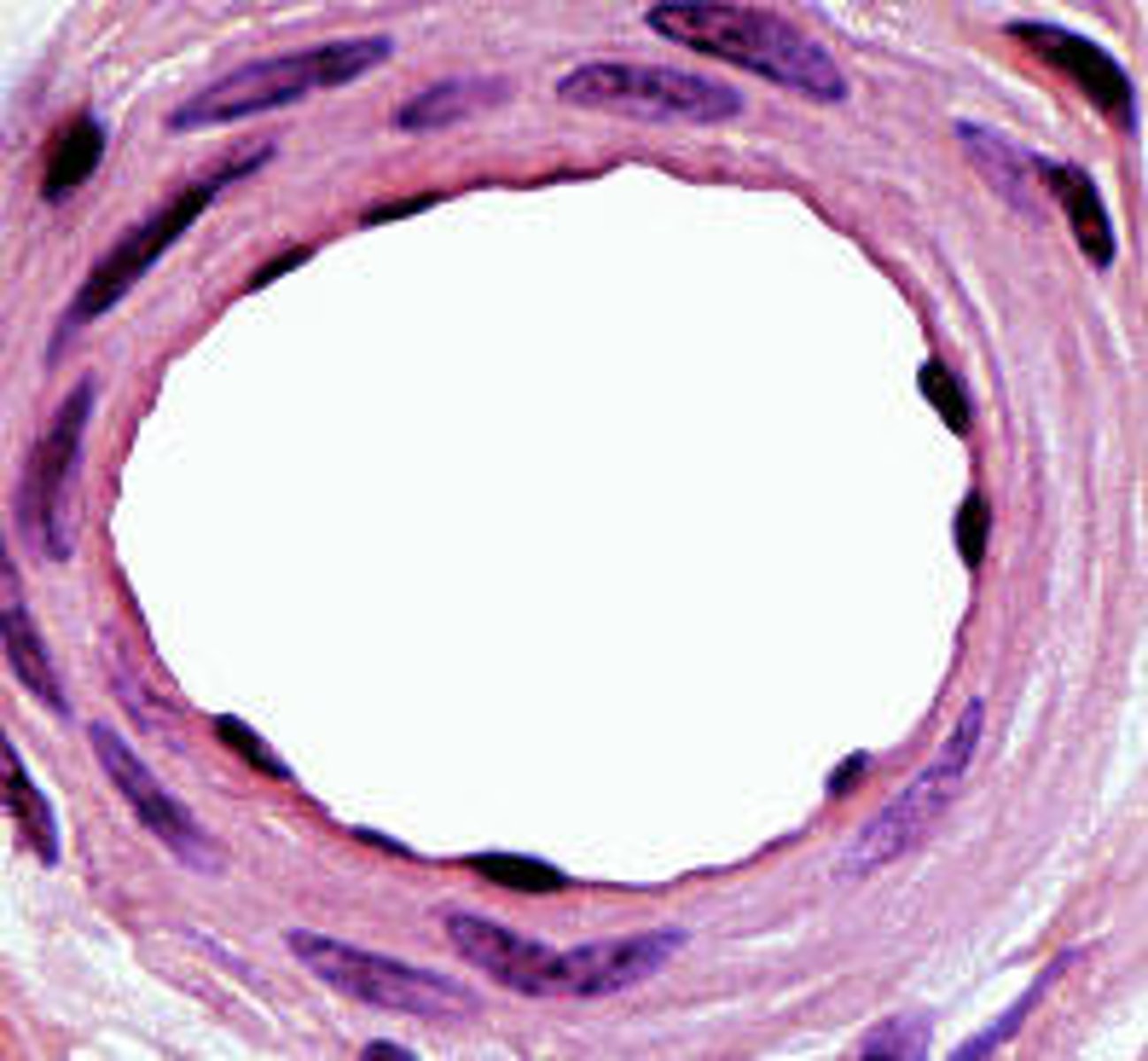 <p>the muscle tissue is smooth muscle tissue</p><p>The hole in center is called a lumen</p>