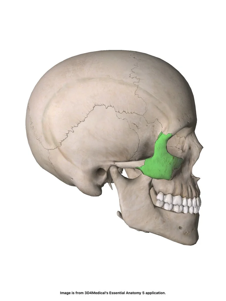 <p>Parigt. Kindbenen. Viscerocranium.</p>