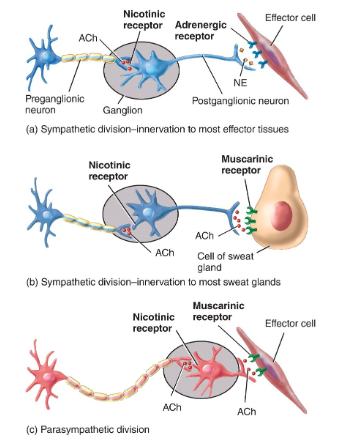<p>cholinergic → release acetylcholine (ACh)</p><p>adrenergic → release norepinephrine (noadrenalin)</p>