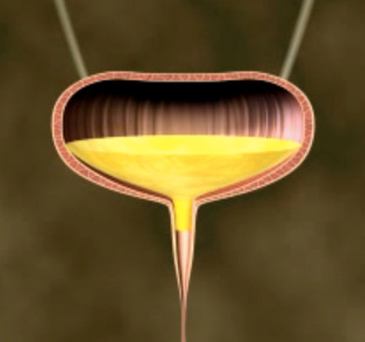 <p>process where urine is expelled from the body</p>