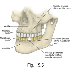 <ul><li><p>is the method by which the teeth of the mandibular arch come into contact with those of the maxillary arch</p></li></ul><p></p>