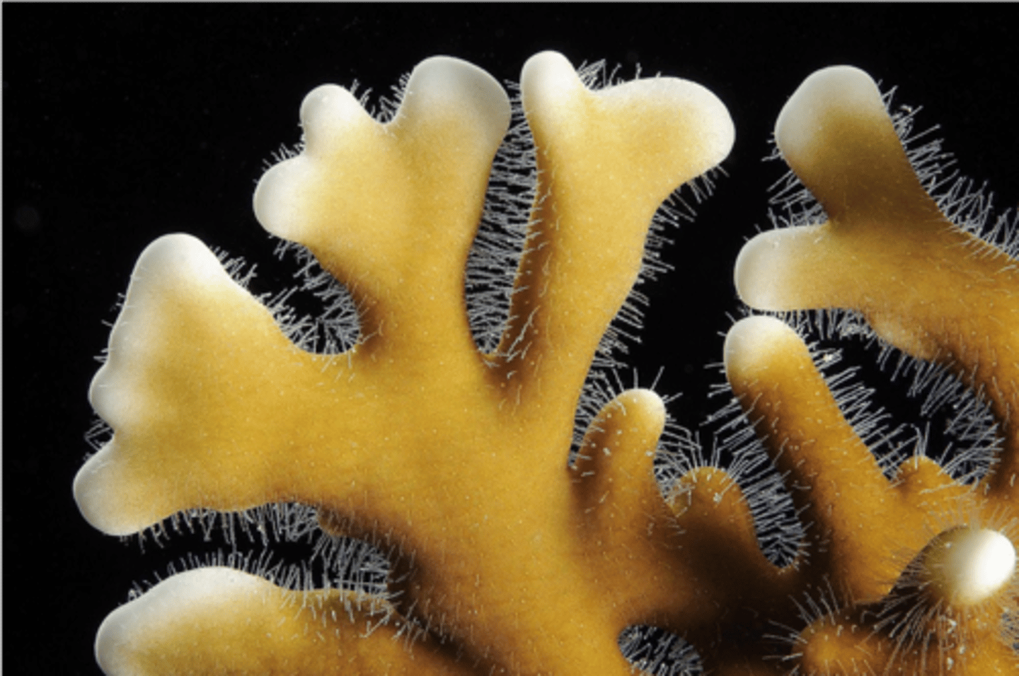 <p>Phylum: Cnidaria</p><p>Class: Hydrozoa</p><p>Genus: Millepora</p><p>Common name: Fire Coral</p>