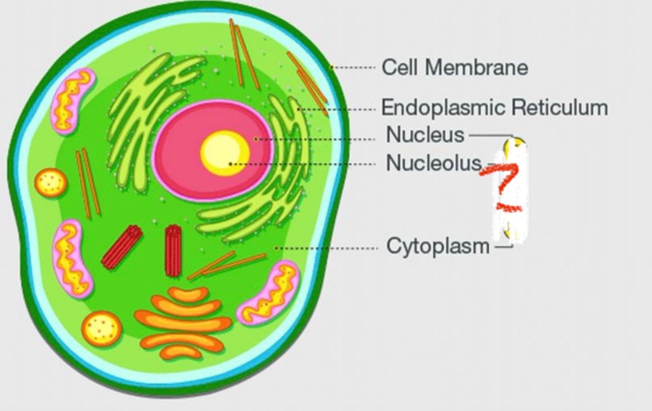 <p>What embodies the nucleus, nucleolus, and cytoplasm?</p>